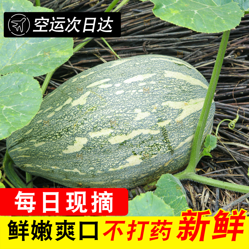地里的南瓜