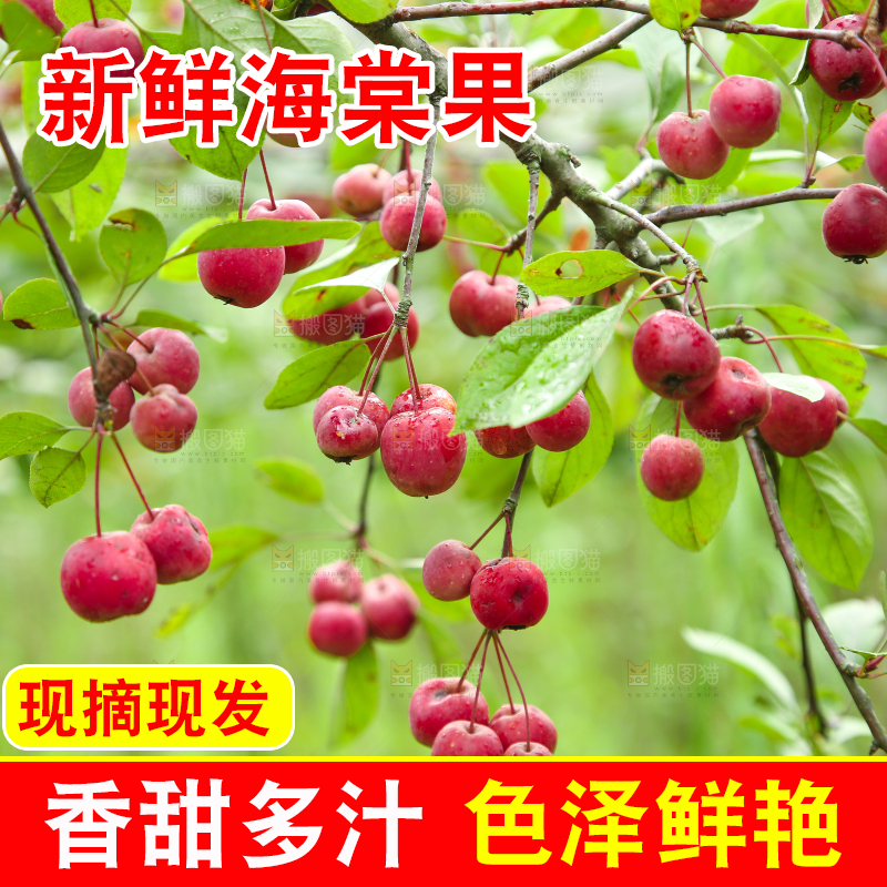 树上挂着海棠果