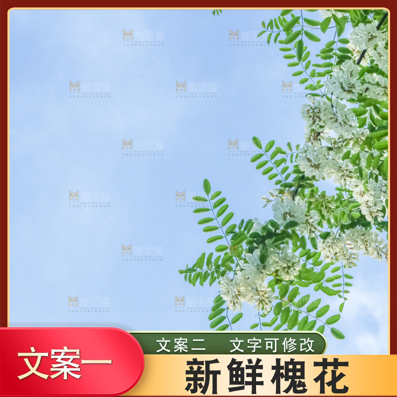 槐树槐花