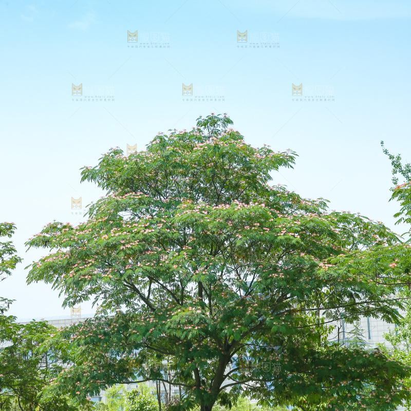 合欢树绿植