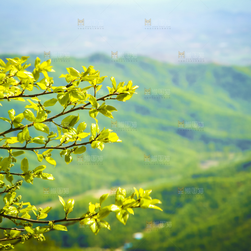 山上的绿植