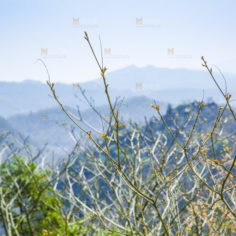 山上的绿植