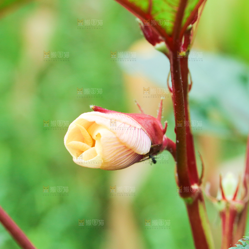 菜园里的红秋葵