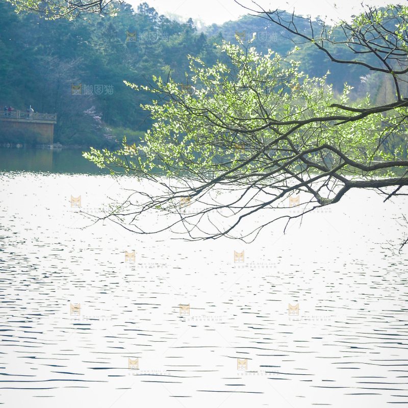 湖泊里的水