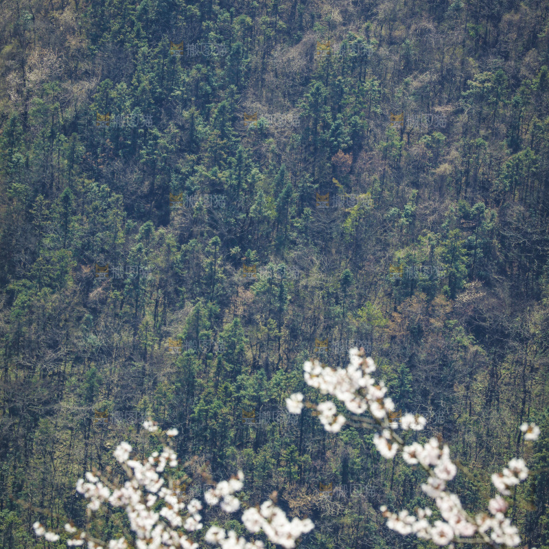 一片大山