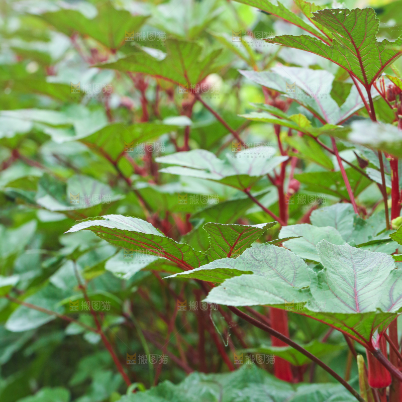 菜园里的红秋葵