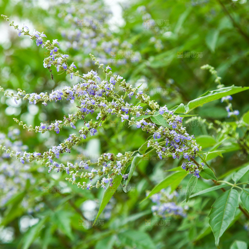 盛开的植物花