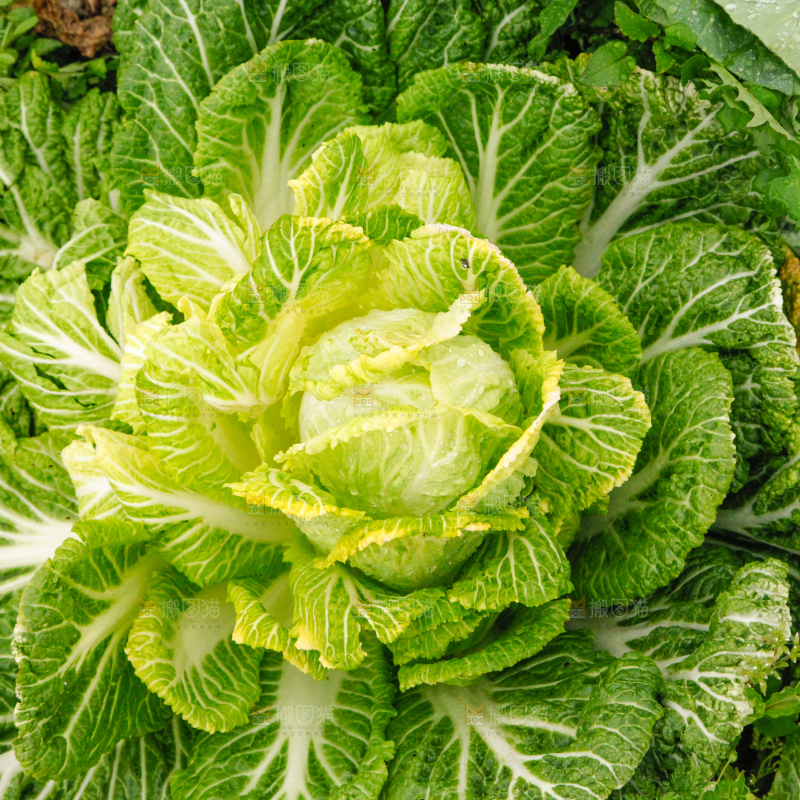 地里长着白菜