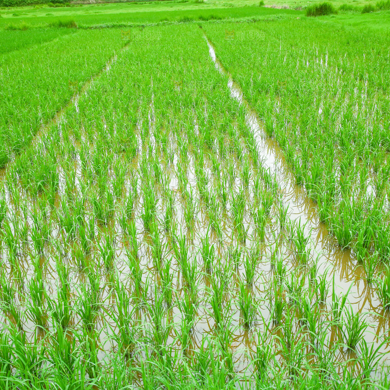 农田里种植的水稻