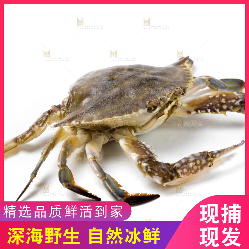 白底上放着舟山梭子蟹