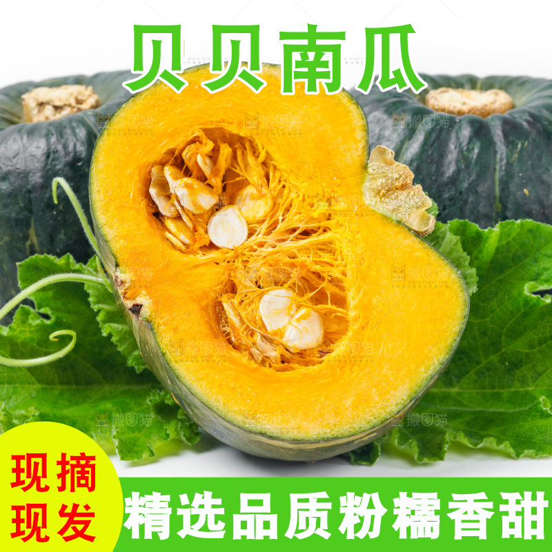 白底上摆放着贝贝南瓜