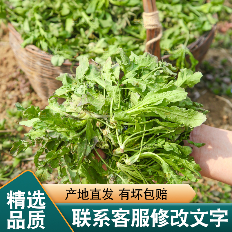 手里拿着荠菜