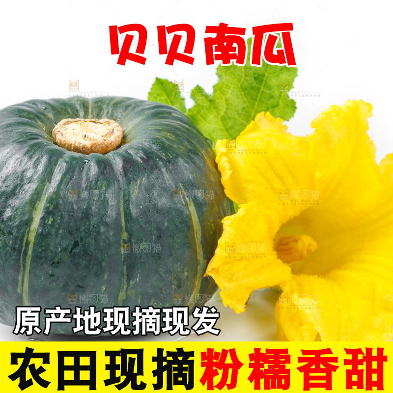 白底上摆放着贝贝南瓜