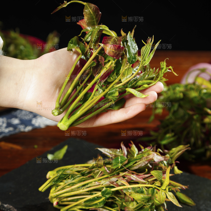 手里拿着香椿苗