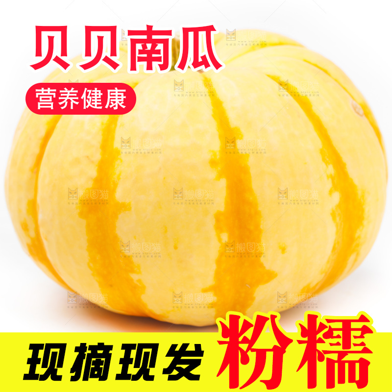 白底上摆放着金贝贝南瓜