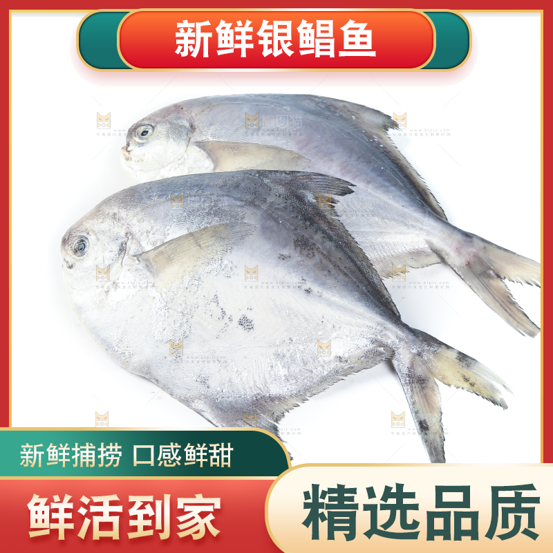 白底上放着新鲜银鲳鱼