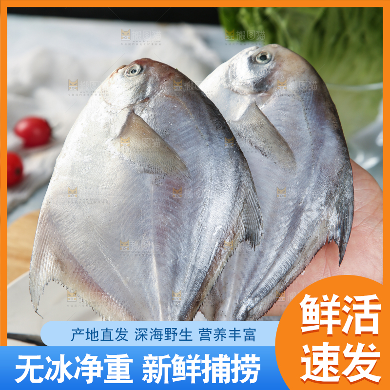 手里拿着海捕银鲳鱼
