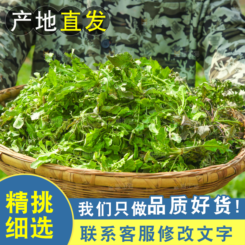 手里端着一篮野生荠菜