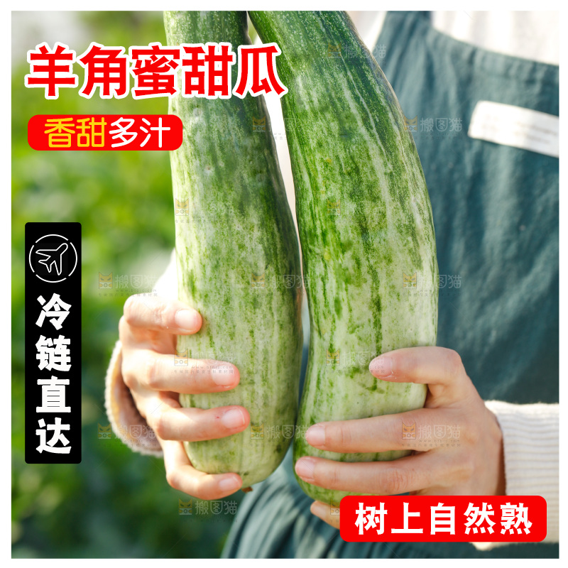 手里拿着山东羊角蜜甜瓜