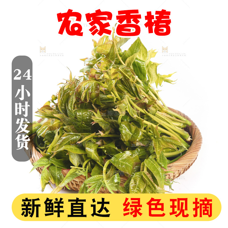 一篮香椿嫩芽