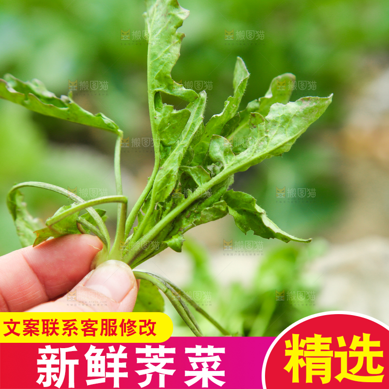 手里拿着荠菜