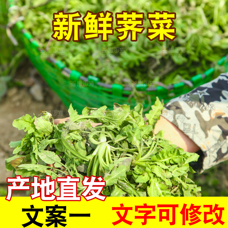 手里拿着野荠菜