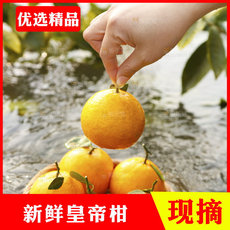 手里拿着皇帝贡柑