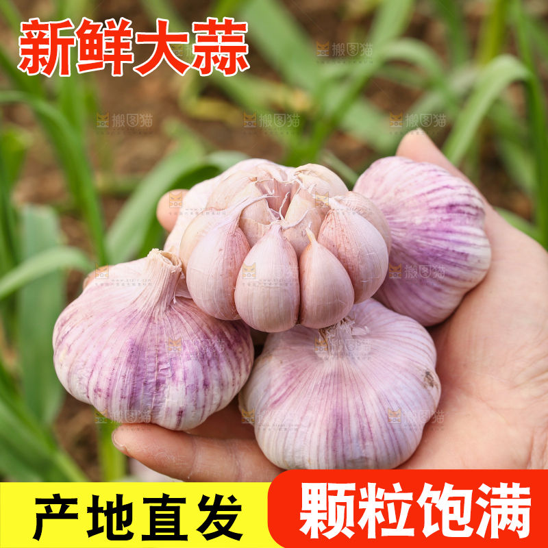 手里拿着大蒜头
