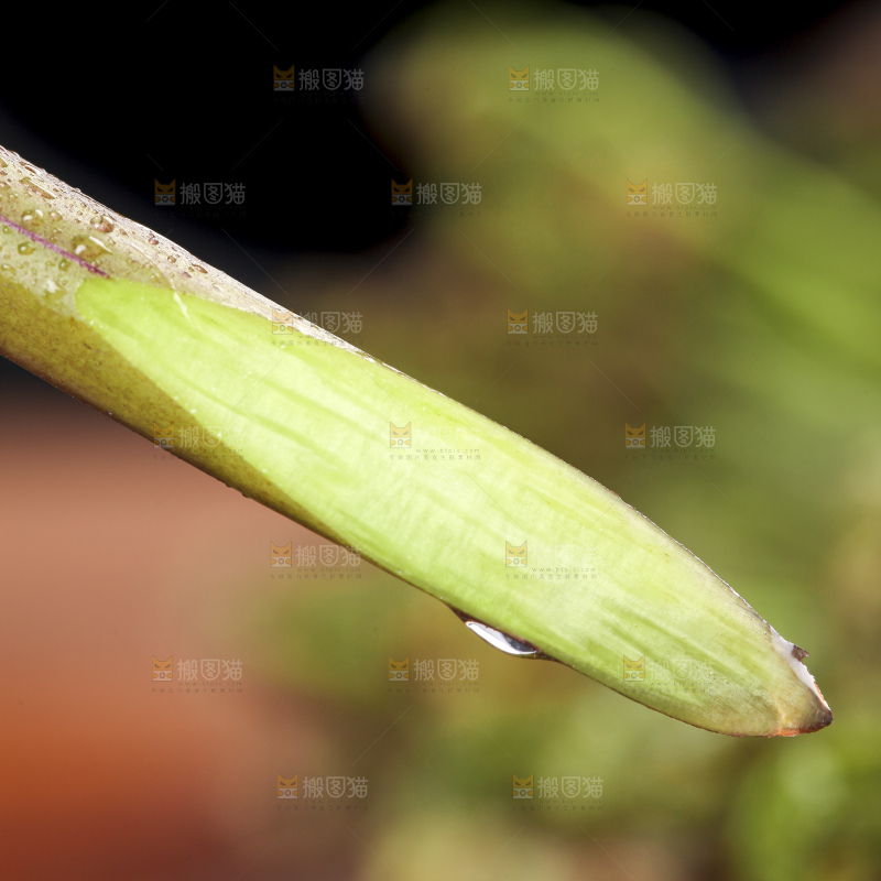 切开的蕨菜