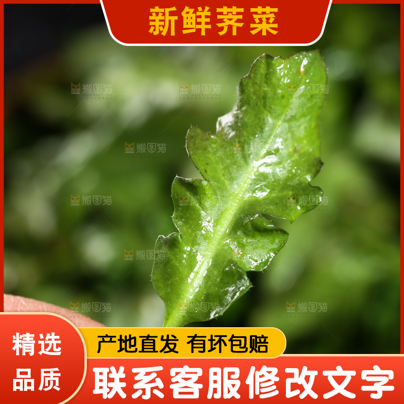 手里的荠菜叶