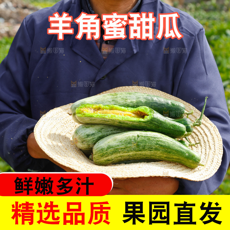 农民手里拿着新鲜采摘羊角蜜