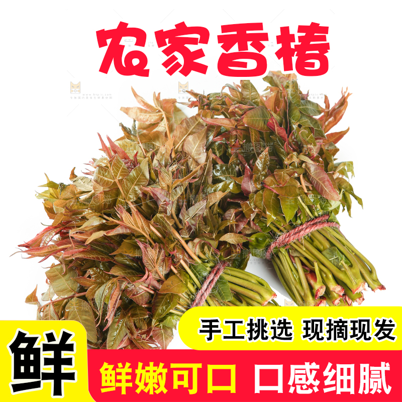 一堆新鲜香椿芽