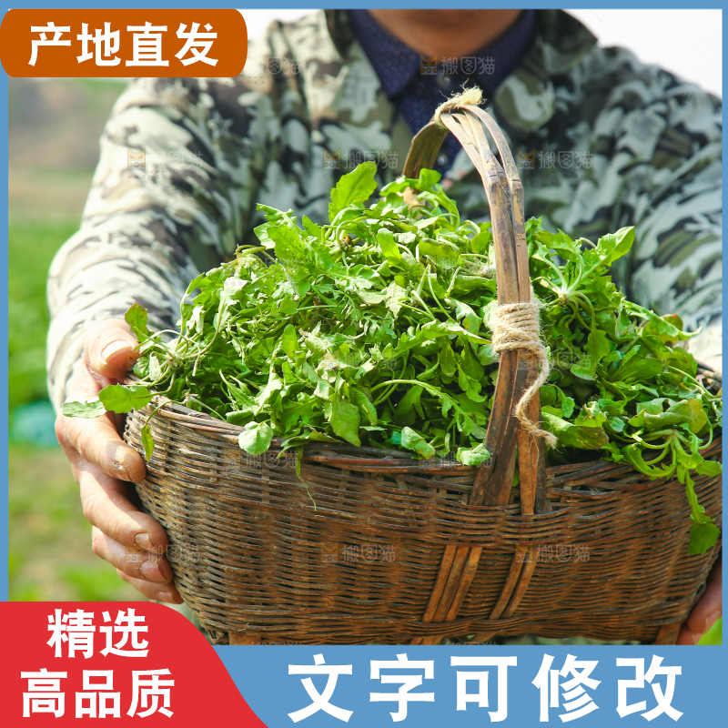 一篓野荠菜