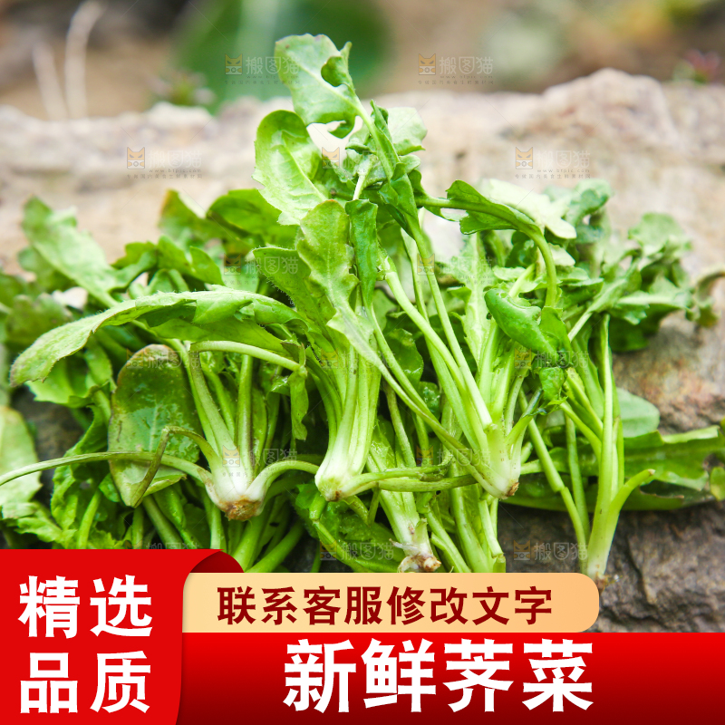 石头上的野荠菜
