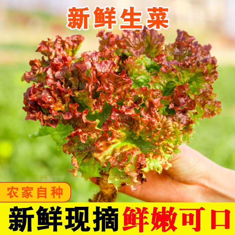 手里拿着紫罗莎生菜