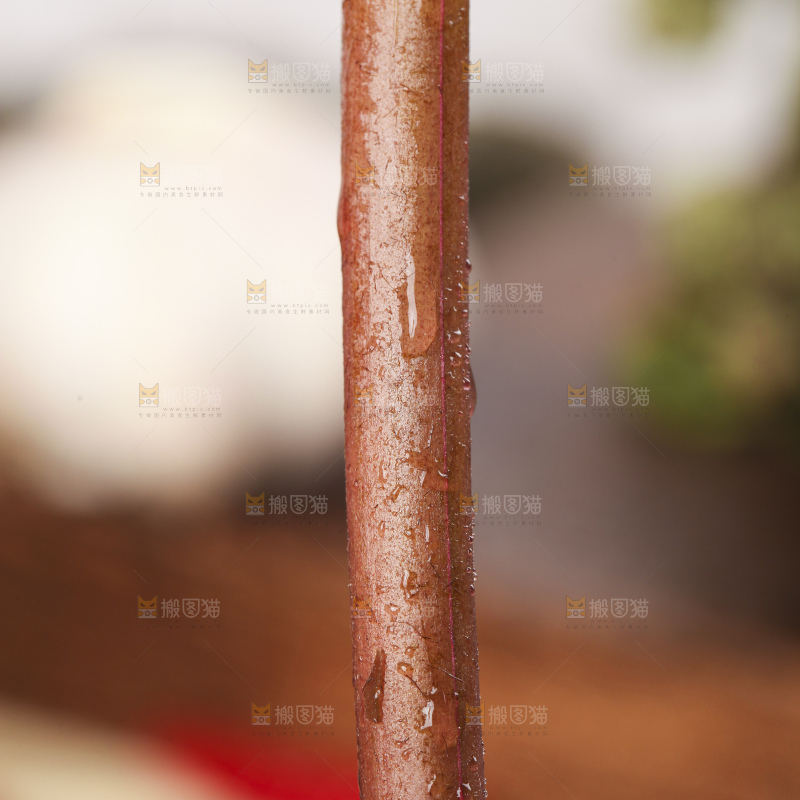 手里拿着蕨菜