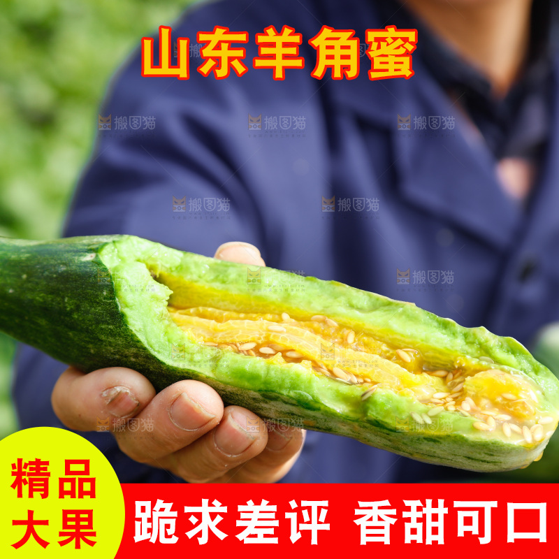 农民手里拿着新鲜采摘羊角蜜