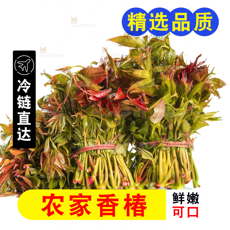 一堆新鲜香椿芽