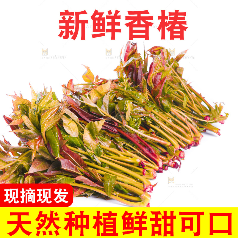 白底上放着头茬香椿