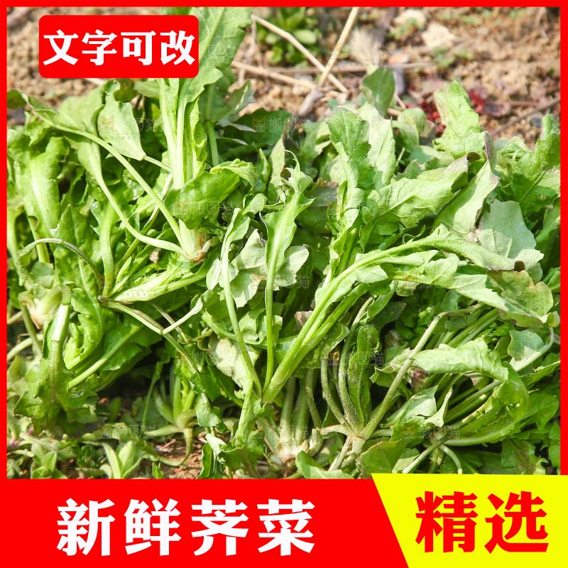 田地里的荠菜