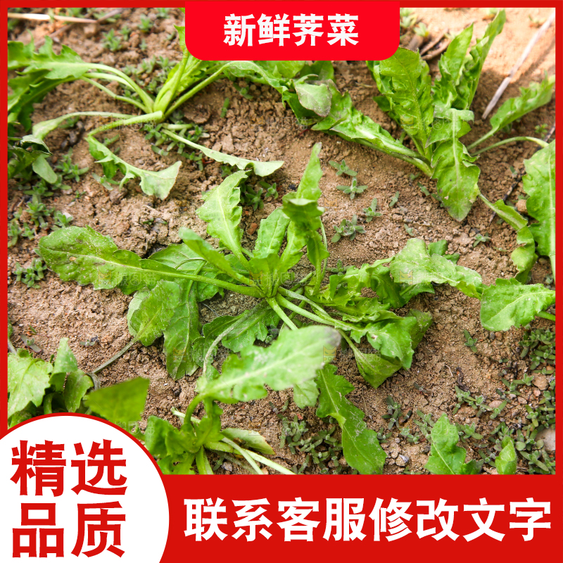 田地里的荠菜