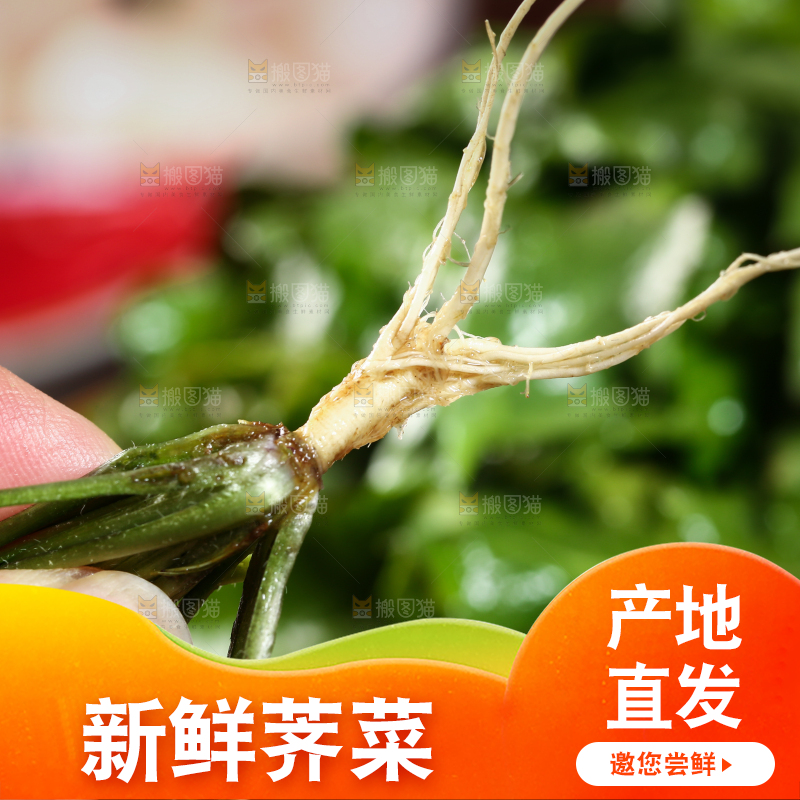 手里拿着地菜