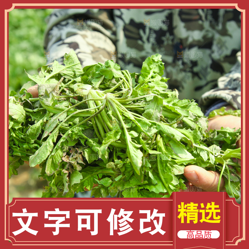 手里拿着野荠菜