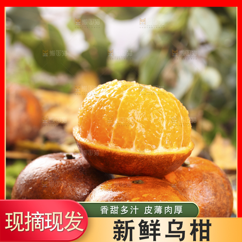 一堆新鲜乌柑