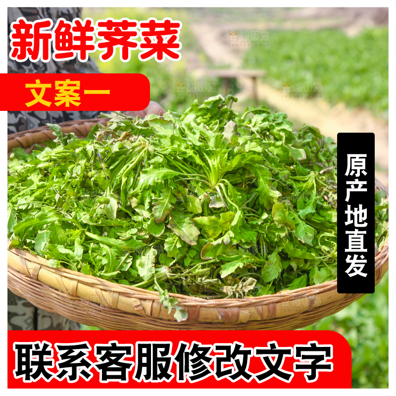 手里端着一篮野生荠菜