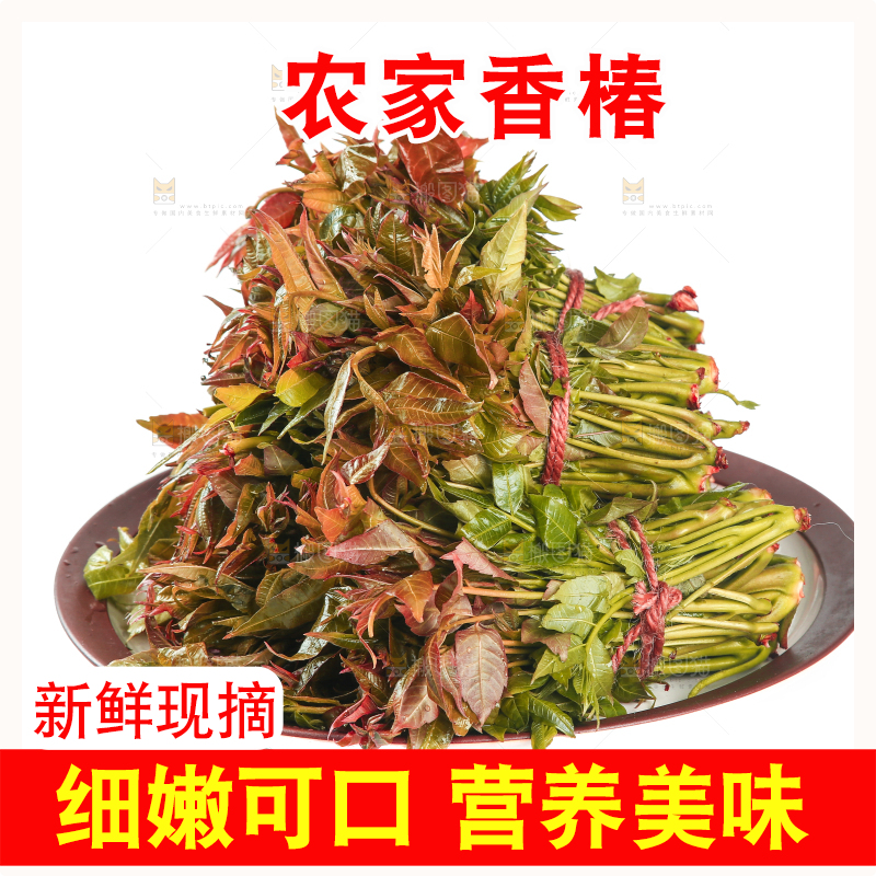 一盘香椿摆放在白底上