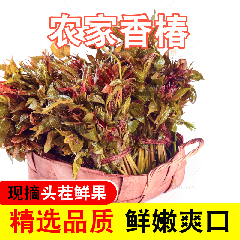 一篮新鲜香椿摆放在白底上