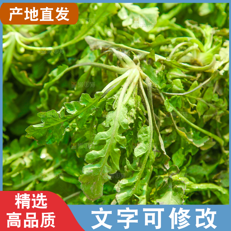 一堆新鲜新鲜荠菜