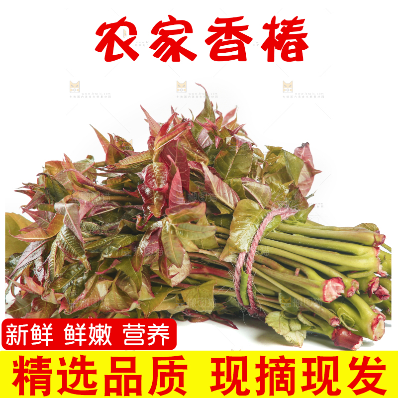 白底上放着一把香椿