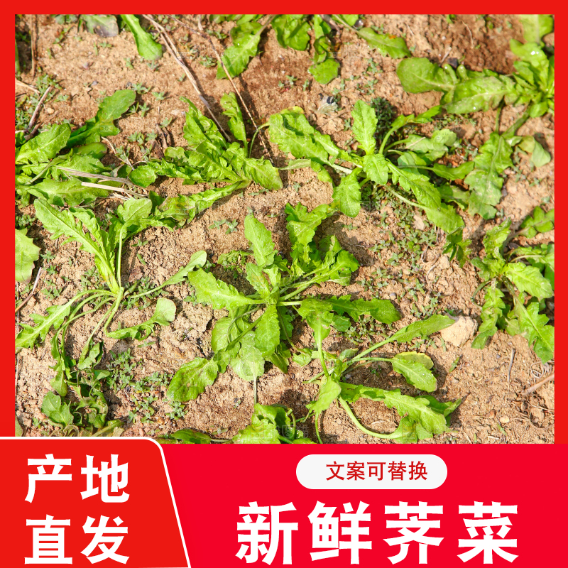 田地里的荠菜